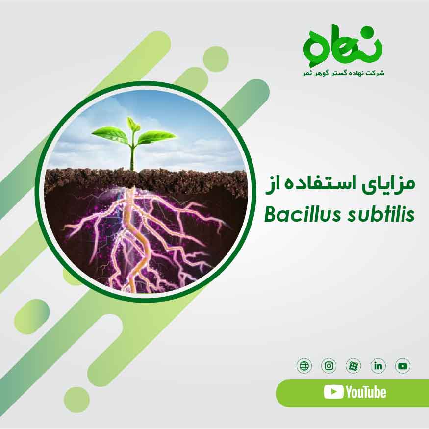 مزایای استفاده از Bacillus subtilis
